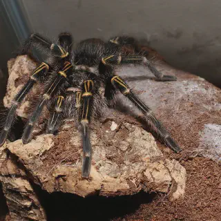 /img/20741-plumipes-tarantula-2.webp