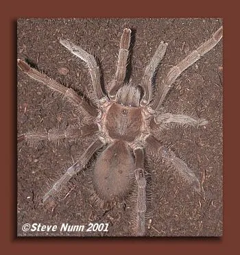 20741 plumipes tarantula enclosure