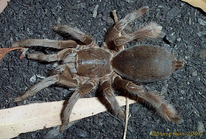 20741 plumipes tarantula feeding