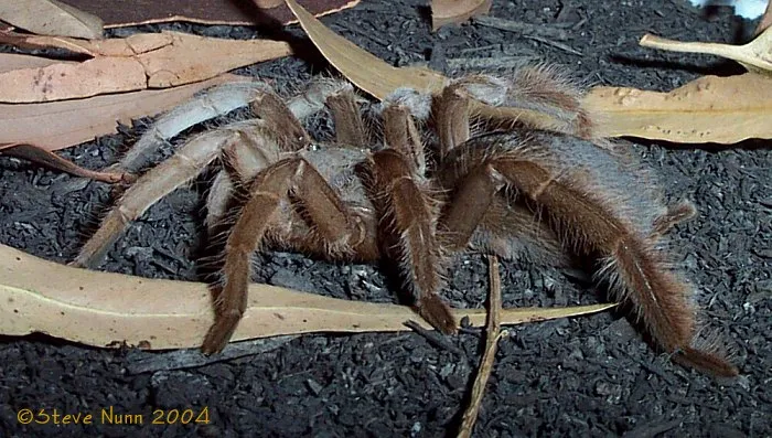 20741 plumipes tarantula habitat