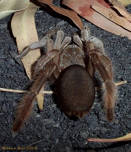 20741 plumipes tarantula mating