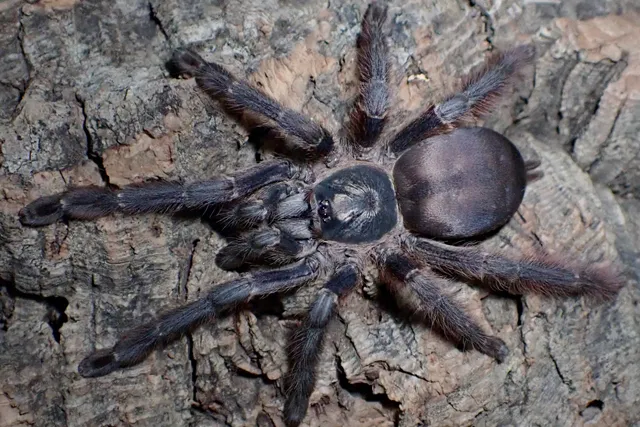 20741 plumipes tarantula molting