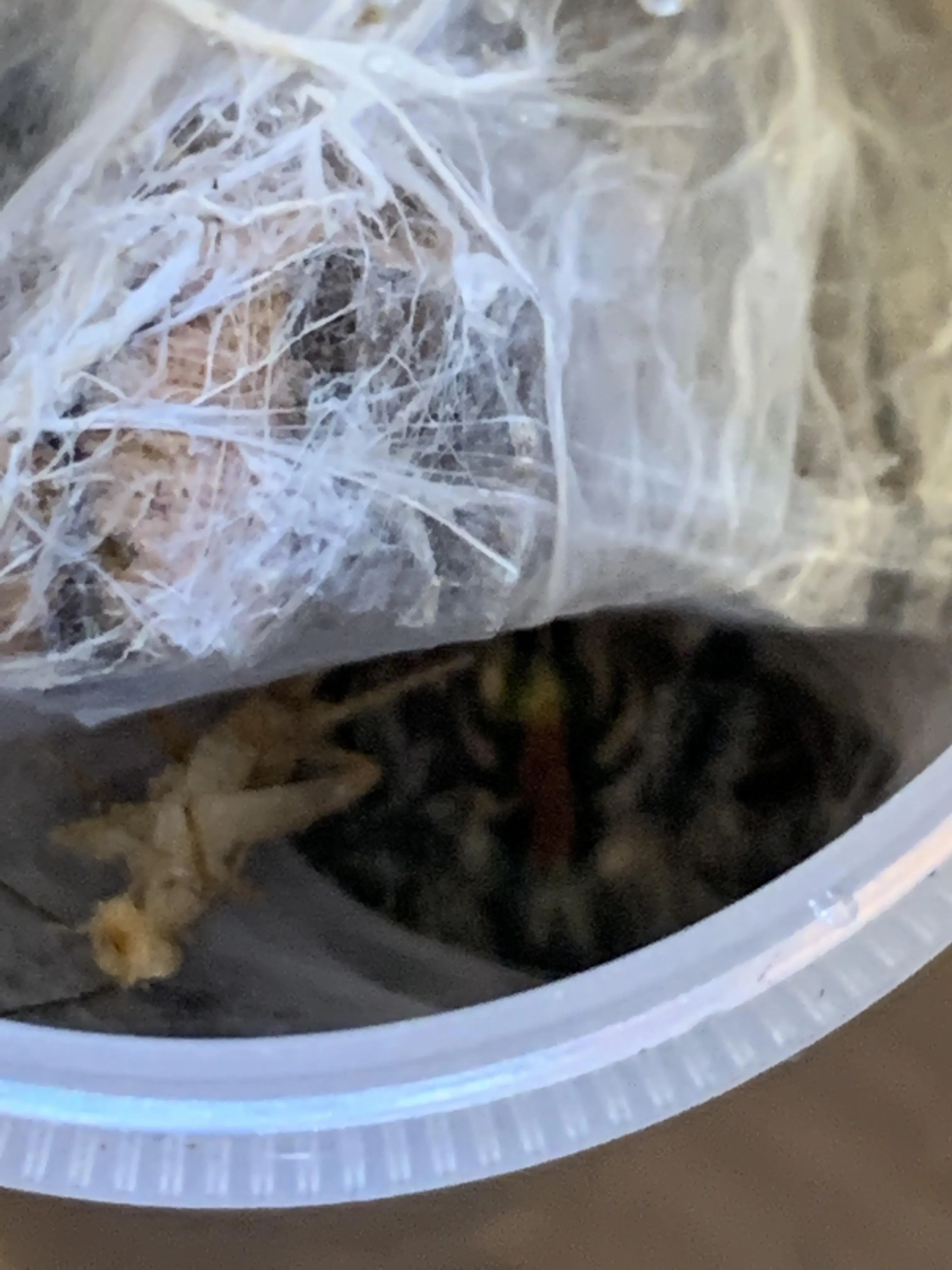 20742 tarantula sling escape