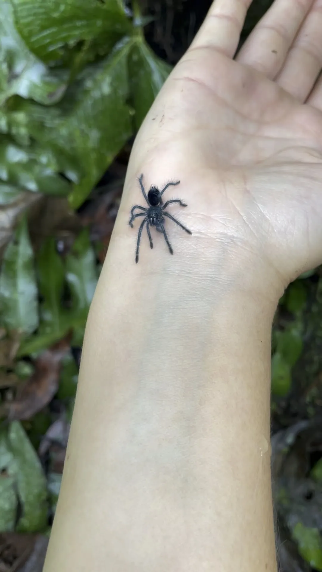 20742 tarantula sling feeding