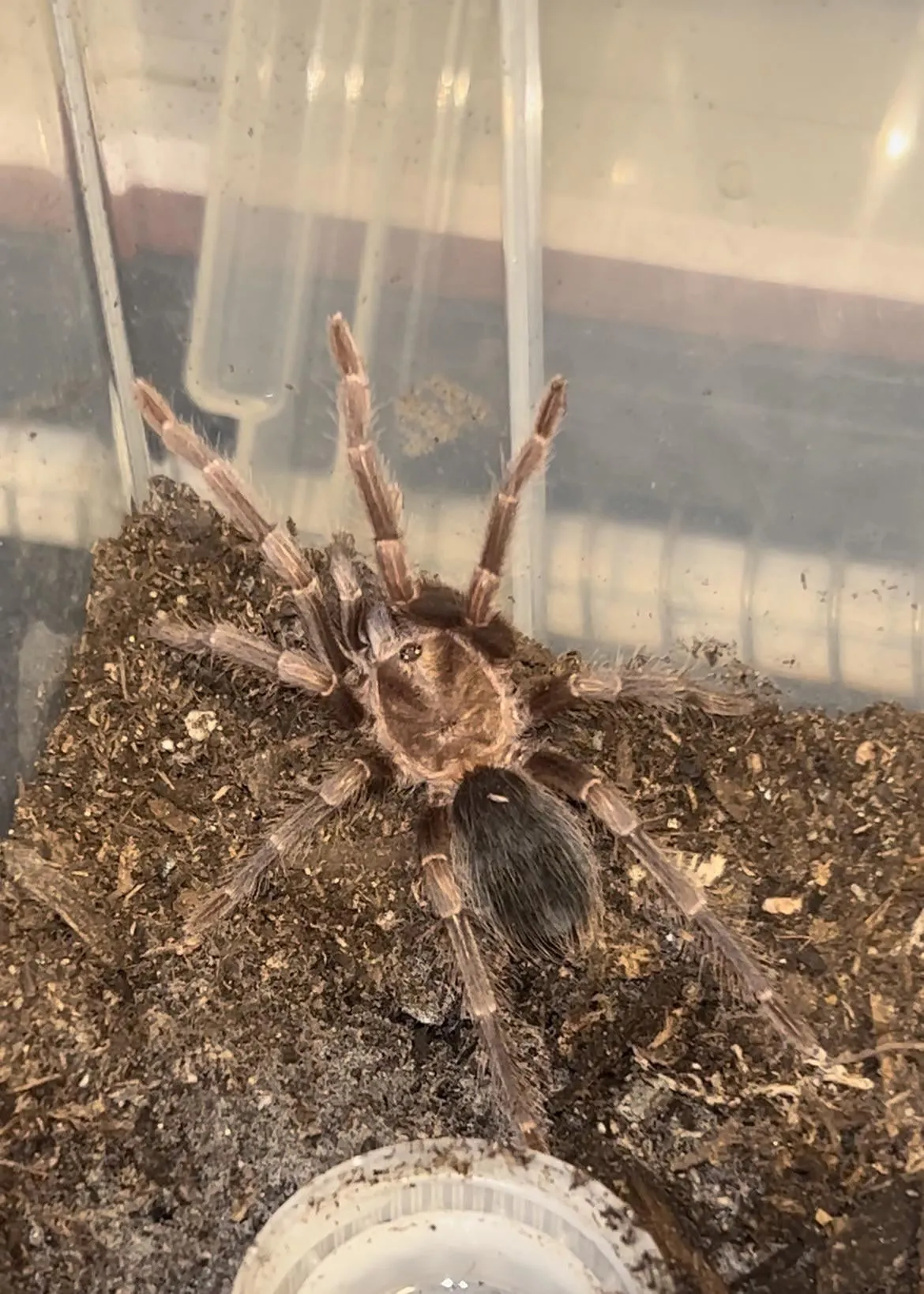 20742 tarantula sling species