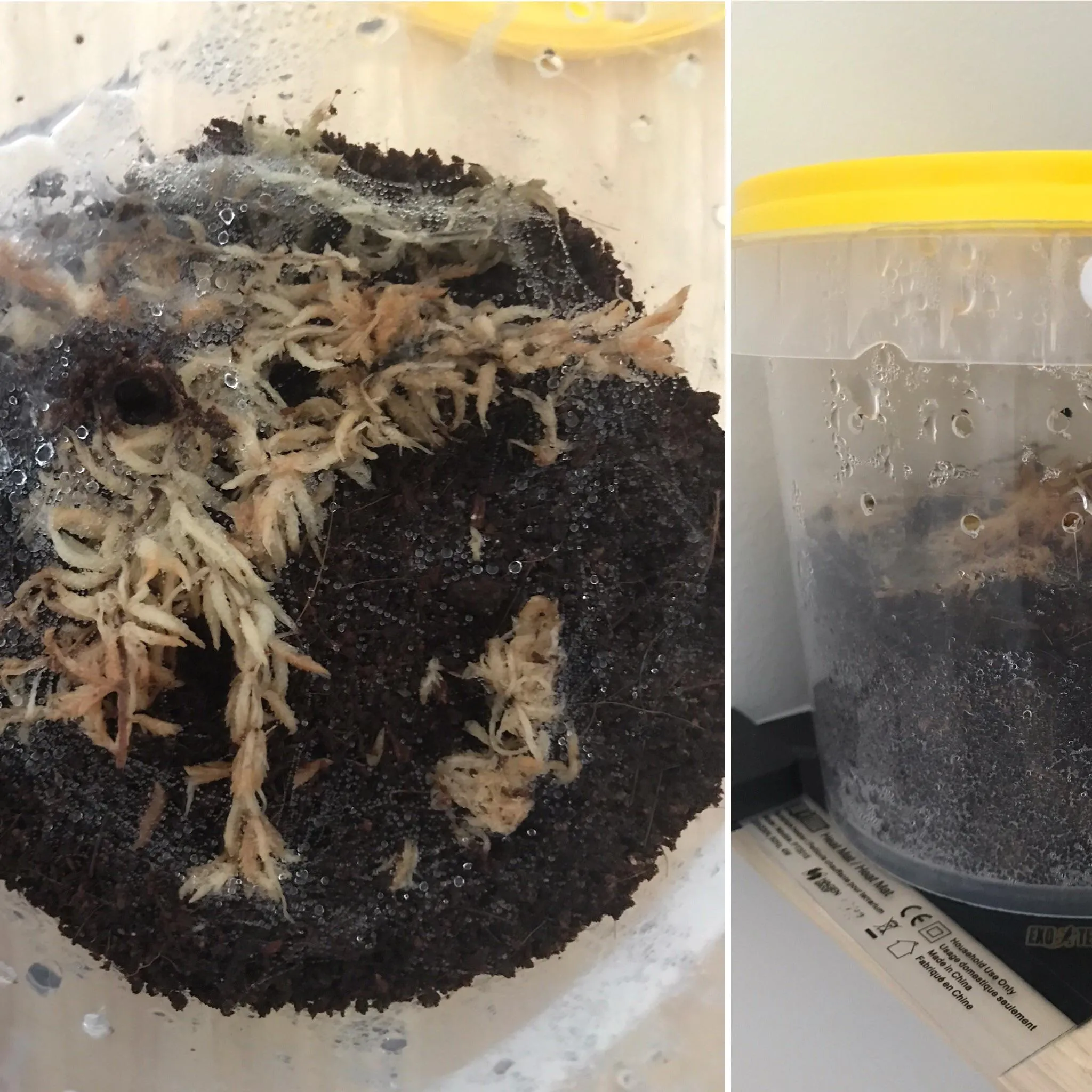 20742 tarantula sling substrate