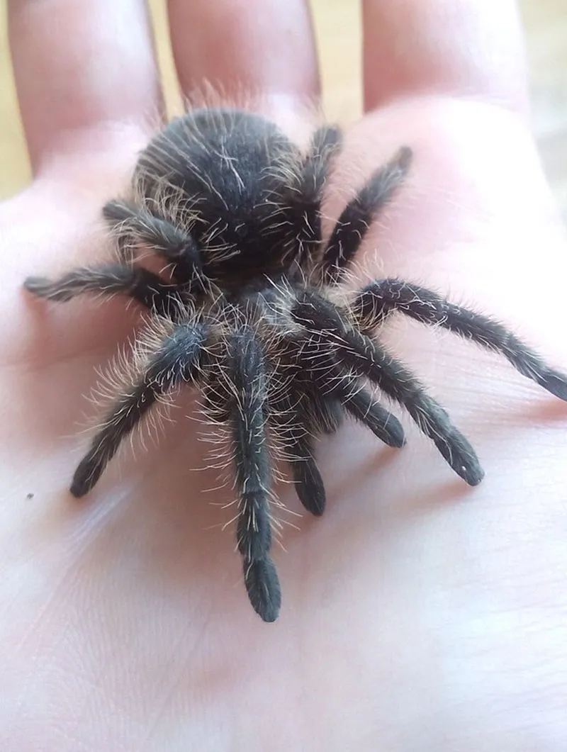 20743 curly hair tarantula bite