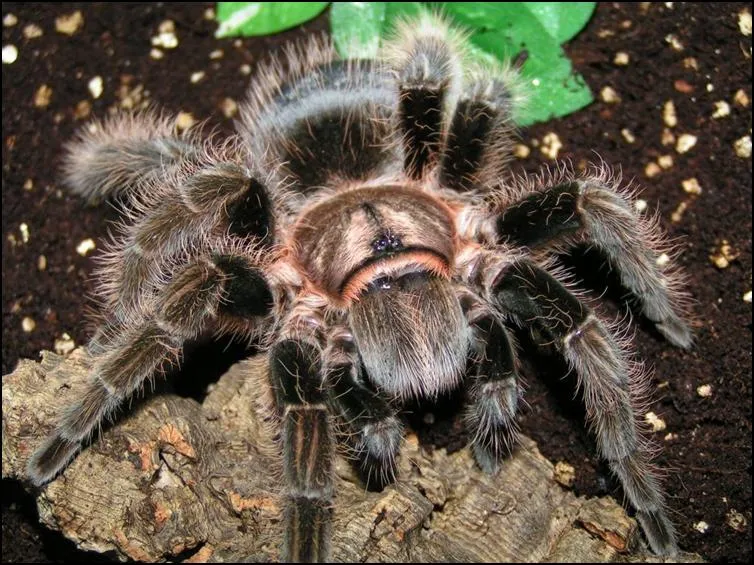20743 curly hair tarantula effects