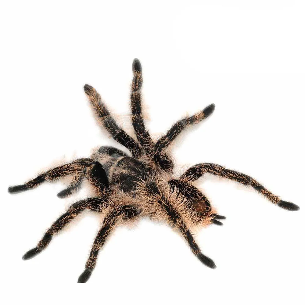 20743 tarantula bite treatment