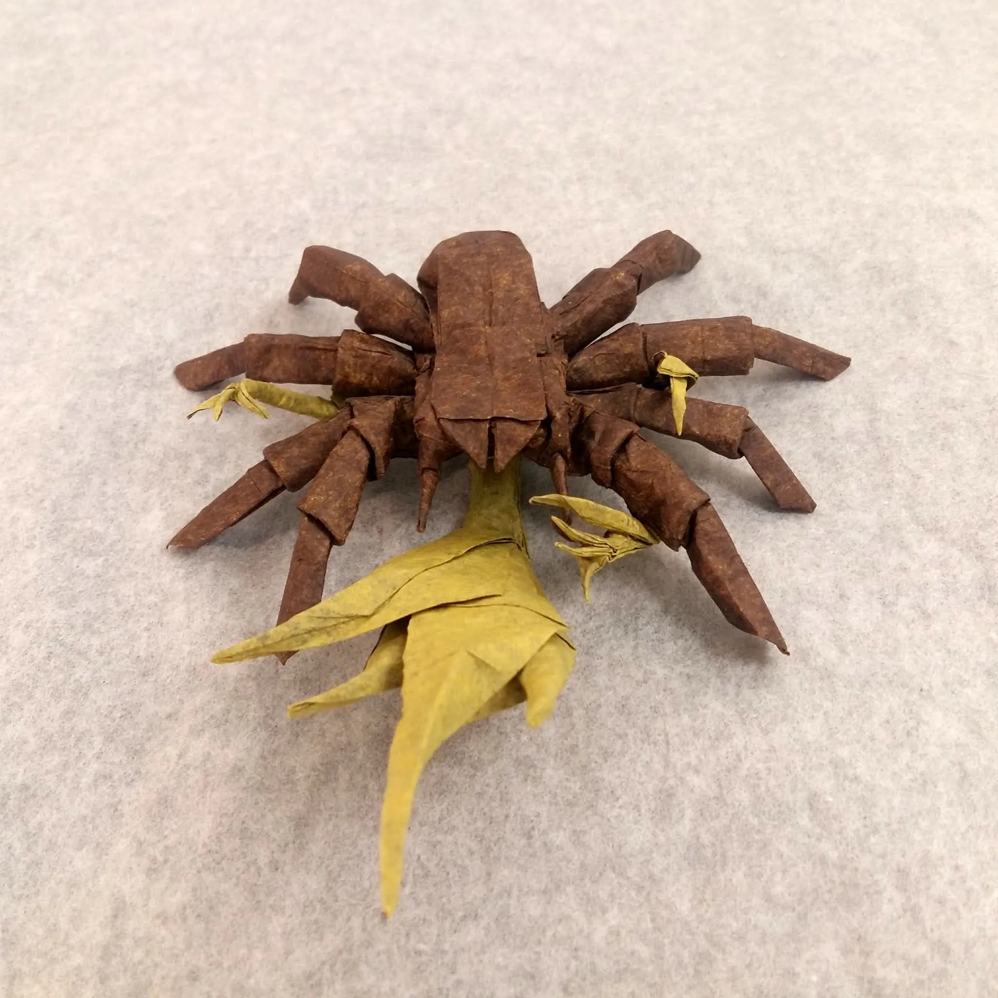 20744 head eyes tarantula