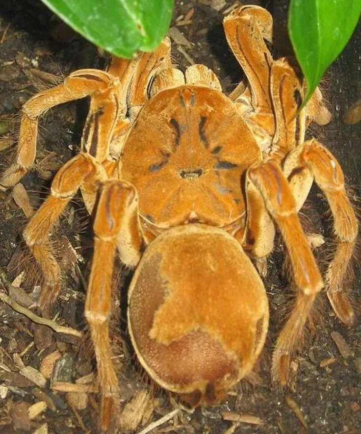 /img/20745-goliath-tarantula-breeding.webp