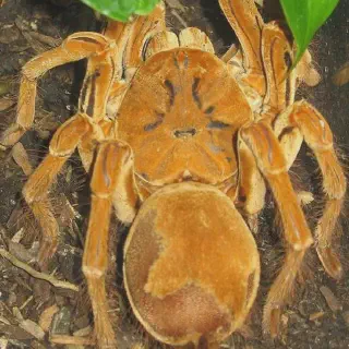 /img/20745-goliath-tarantula-breeding.webp