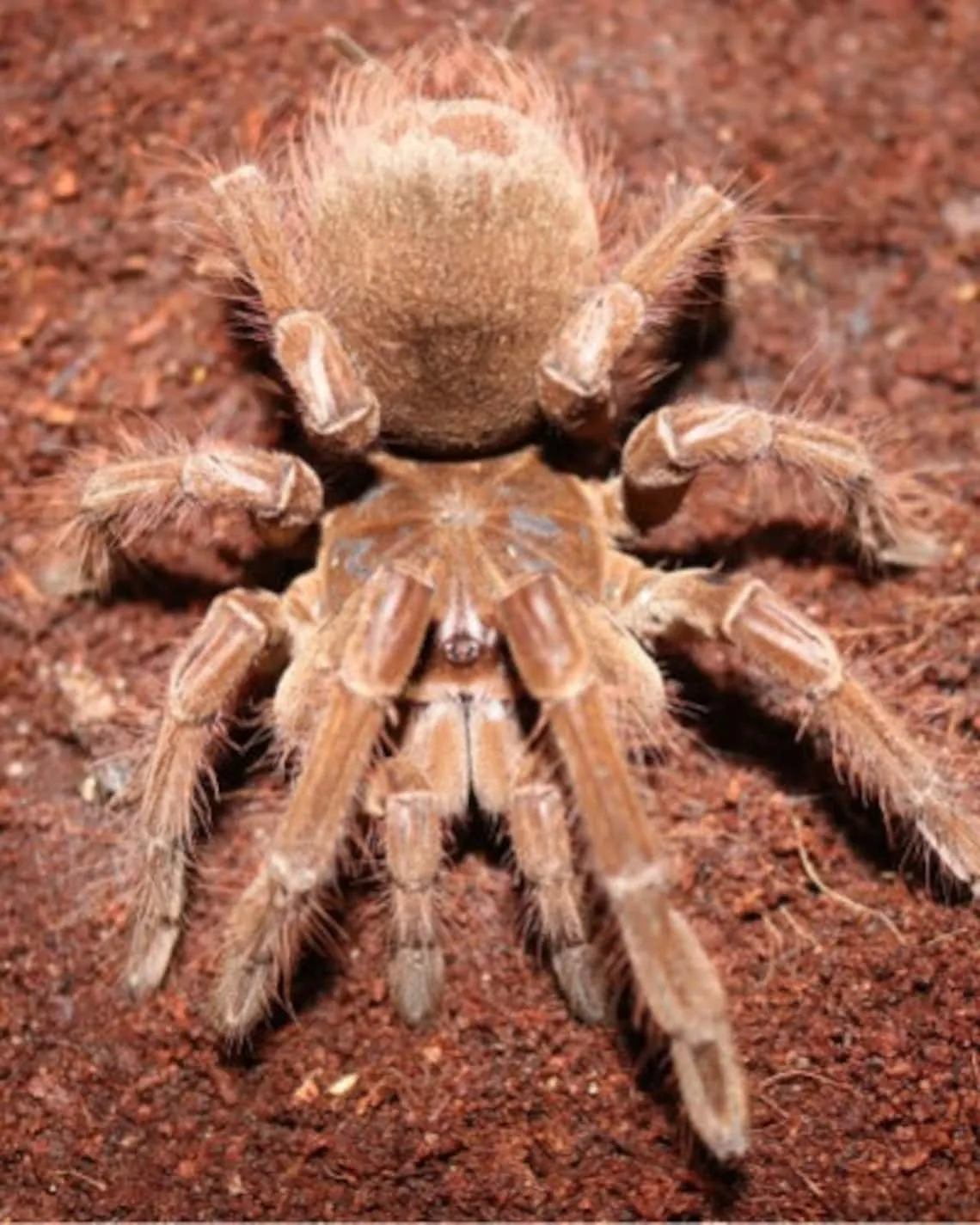 20745 goliath tarantula habitat