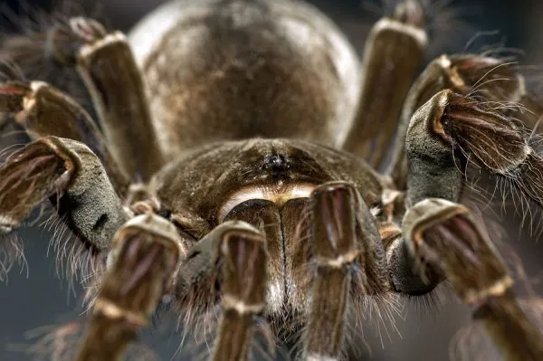 20745 goliath tarantula handling