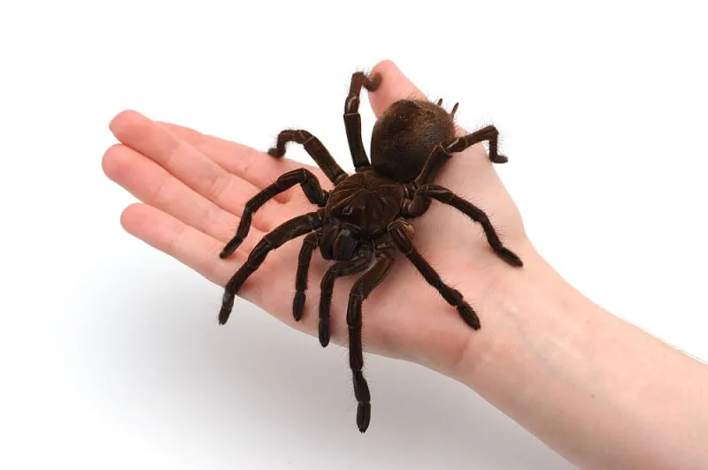 20745 goliath tarantula molting