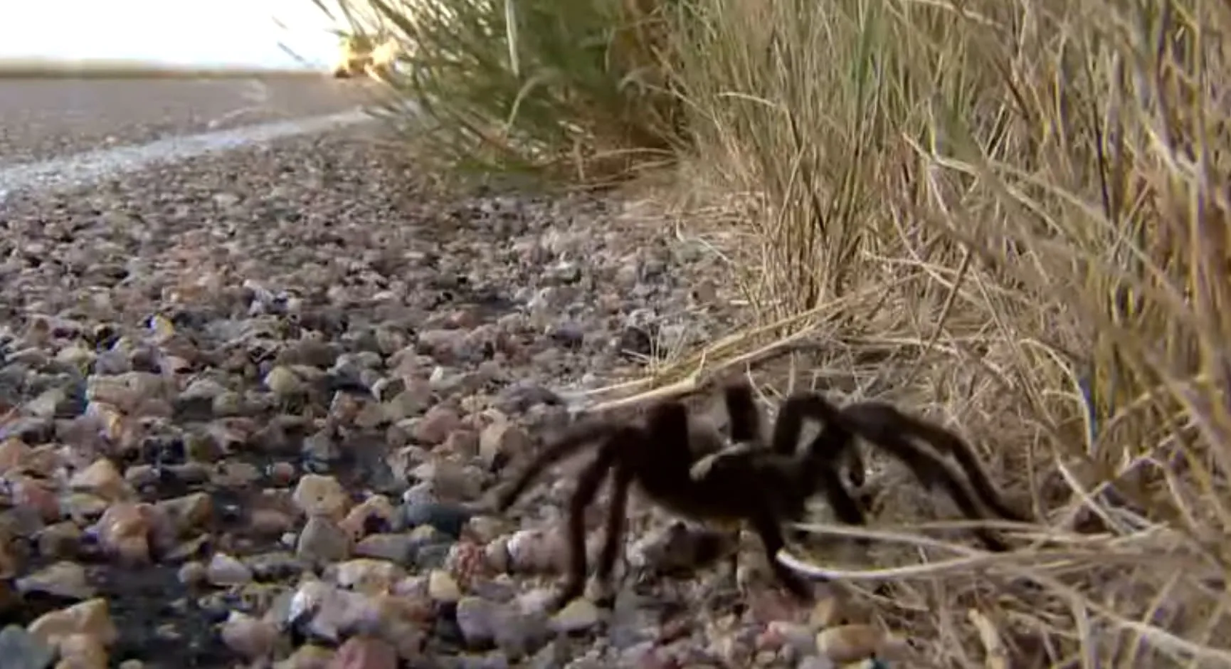 20747 colorado tarantula species