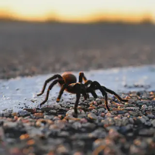 /img/20747-ethical-tarantula-viewing.webp