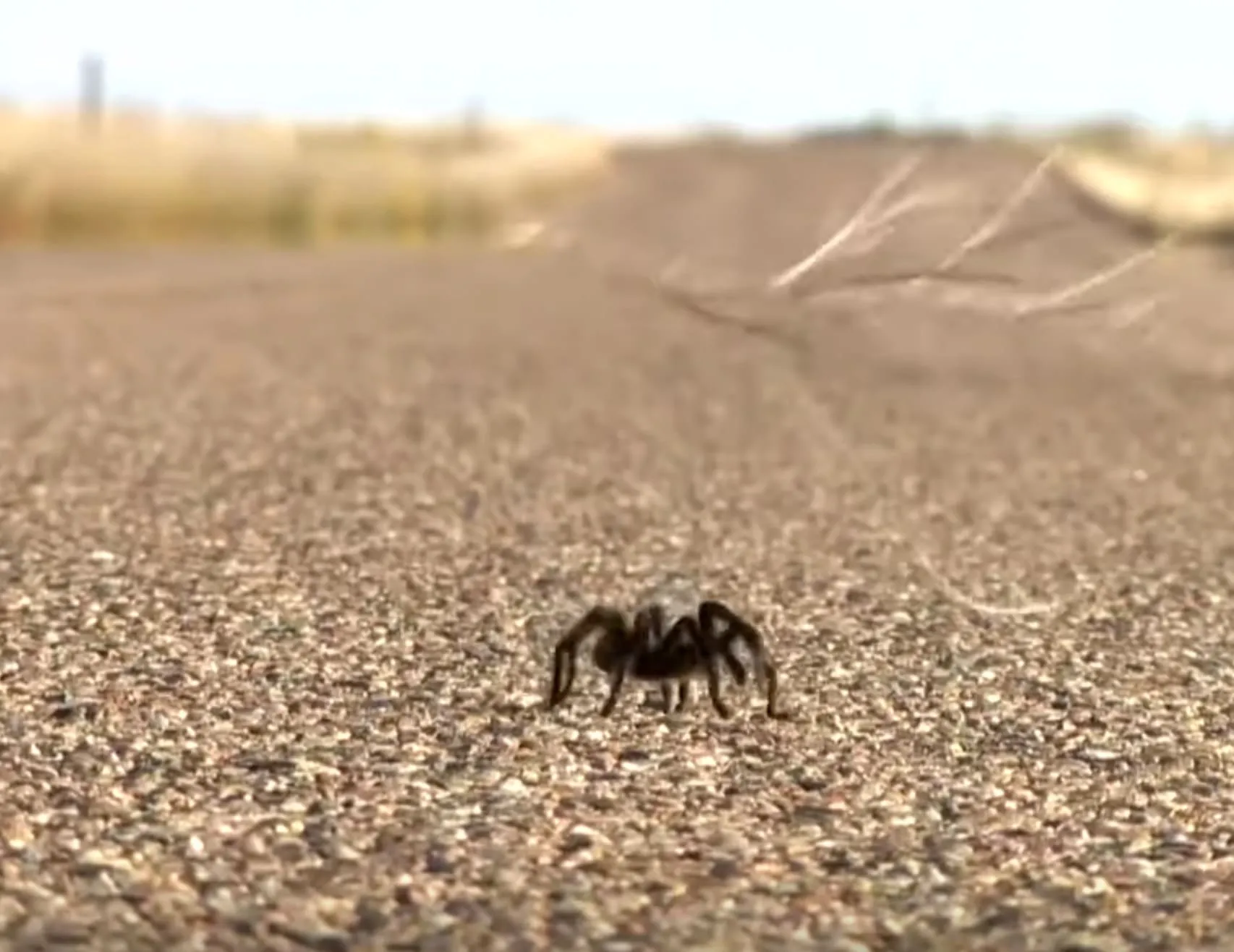 20747 protecting tarantulas