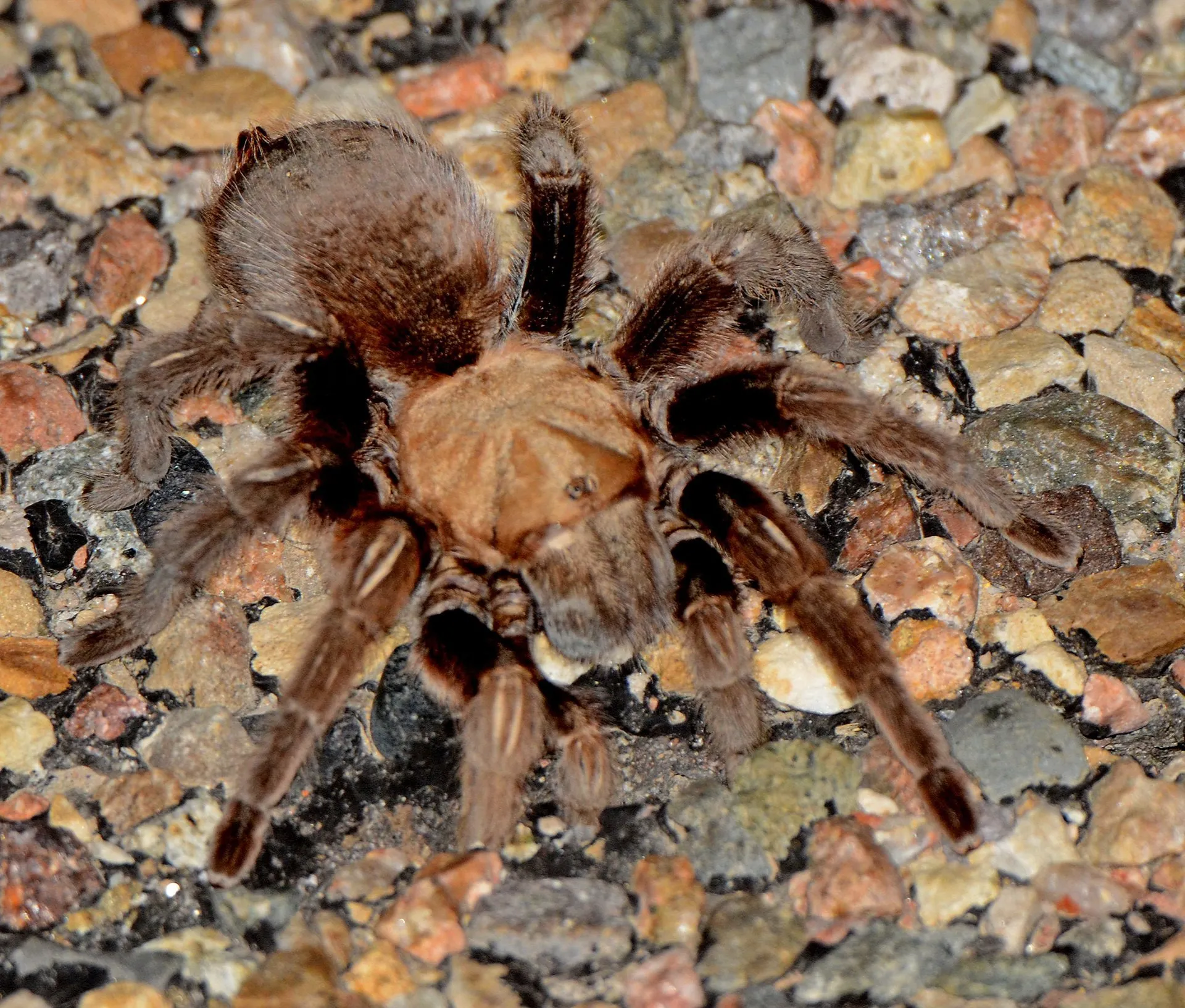 20747 safe tarantula viewing tips