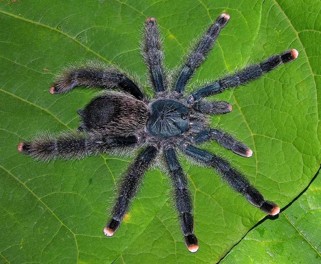 20749 choosing pink toe tarantula