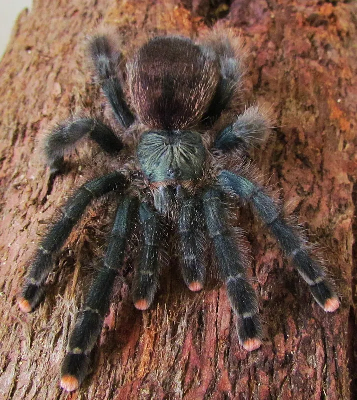 20749 pink toe tarantula feeding