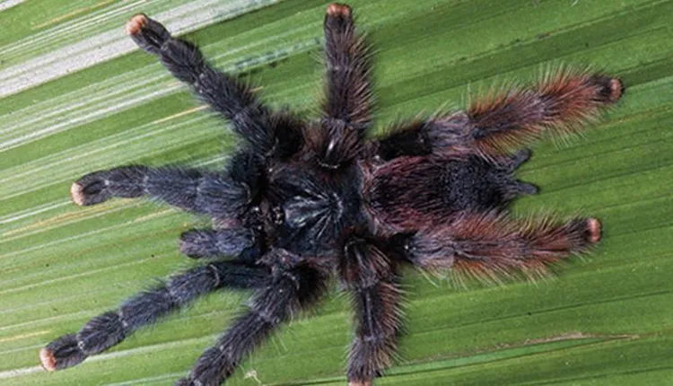 20749 pink toe tarantula handling