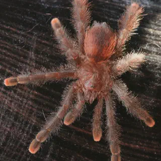 /img/20749-pink-toe-tarantula-health.webp