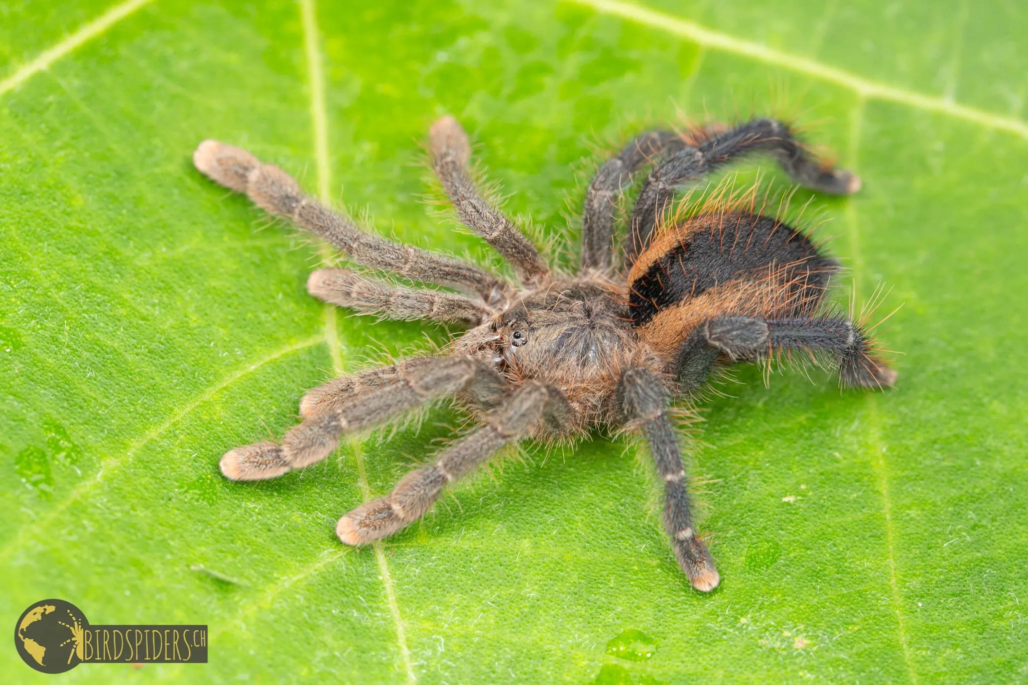 20749 pink toe tarantula overview