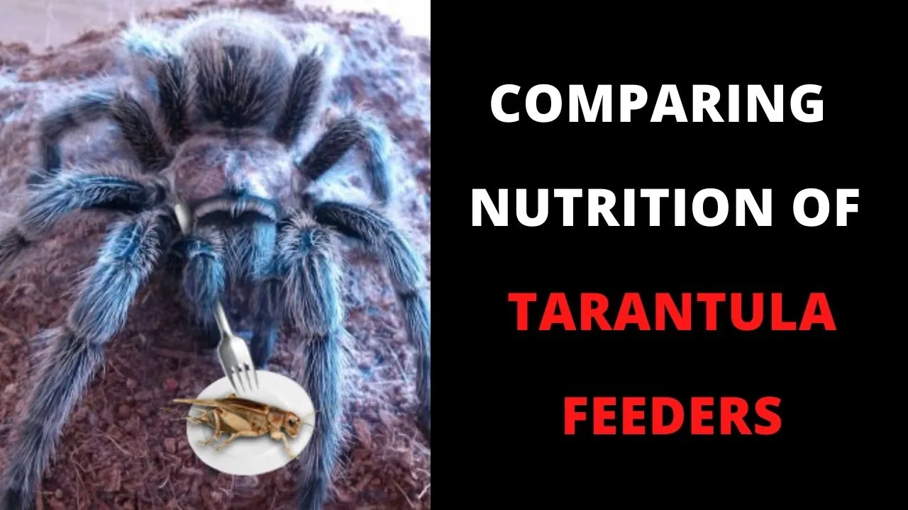 20753 tarantula eating