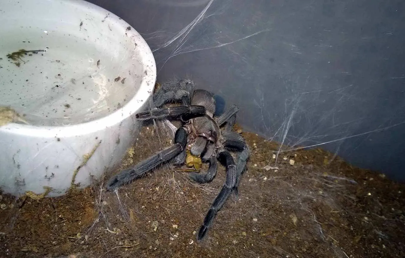 20753 tarantula water dish