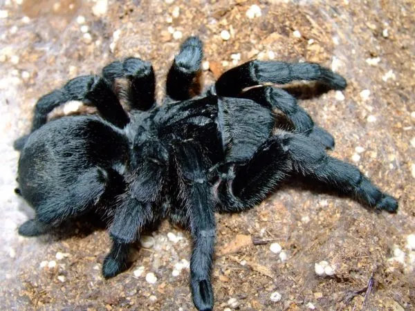 20755 brazilian black tarantula female