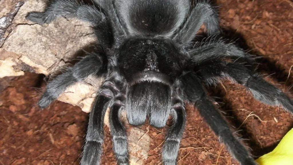 20755 tarantula enclosure