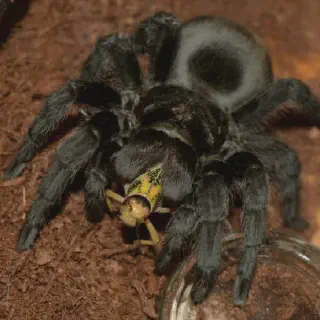 /img/20755-tarantula-handling.webp