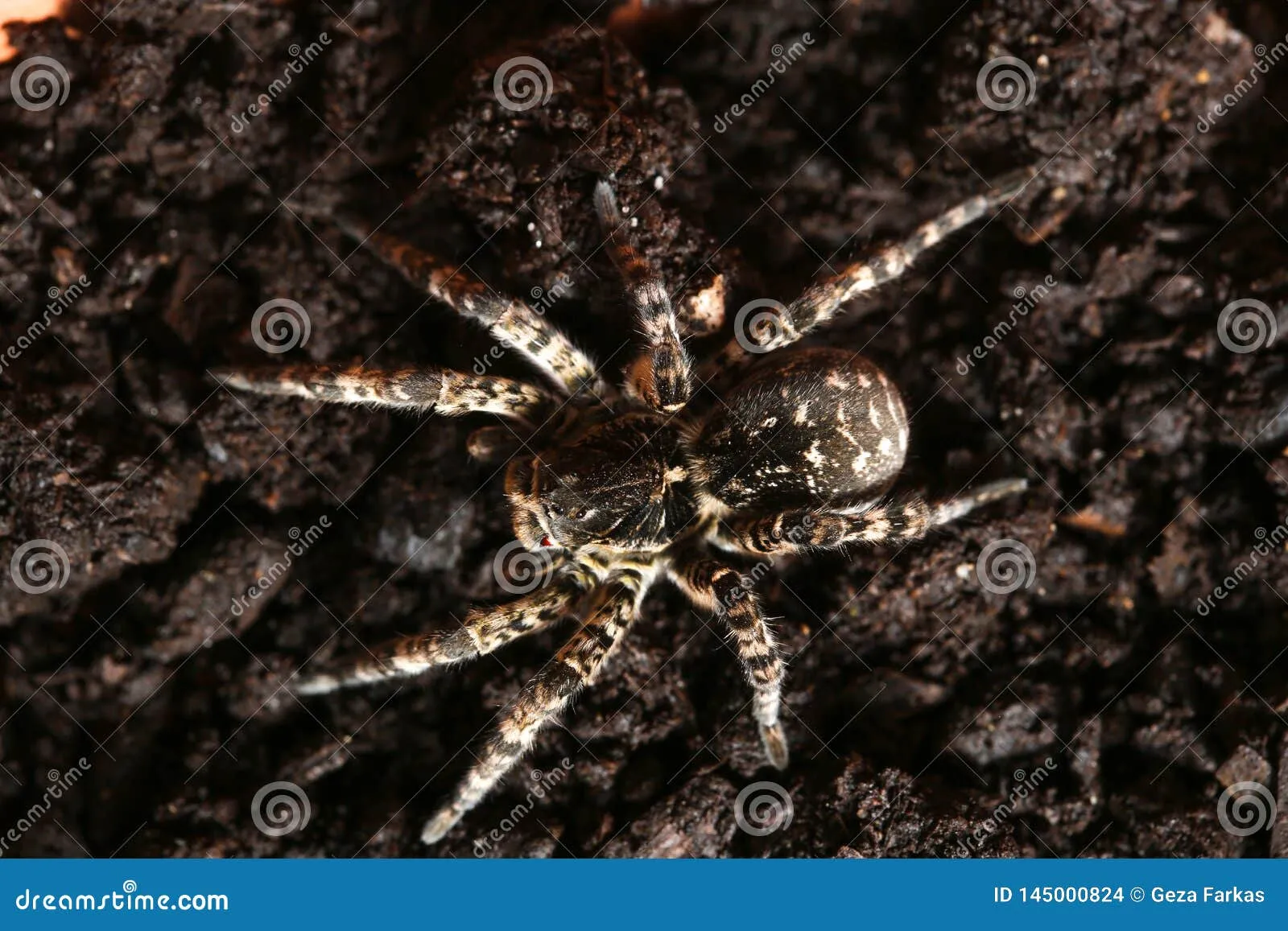 20756 tarantula spider image2