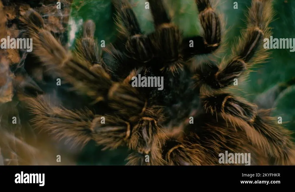 20756 tarantula spider image4