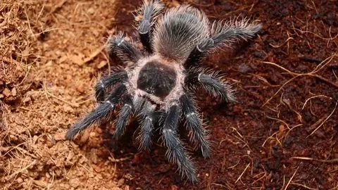 20756 tarantula spider image5