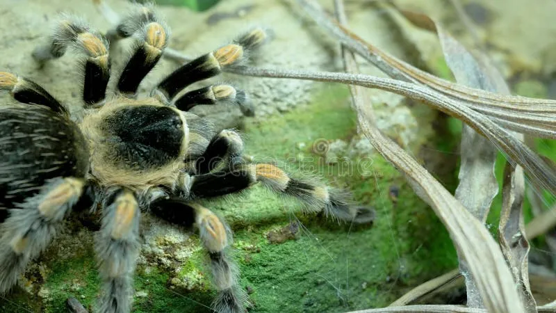 20756 tarantula spider image6