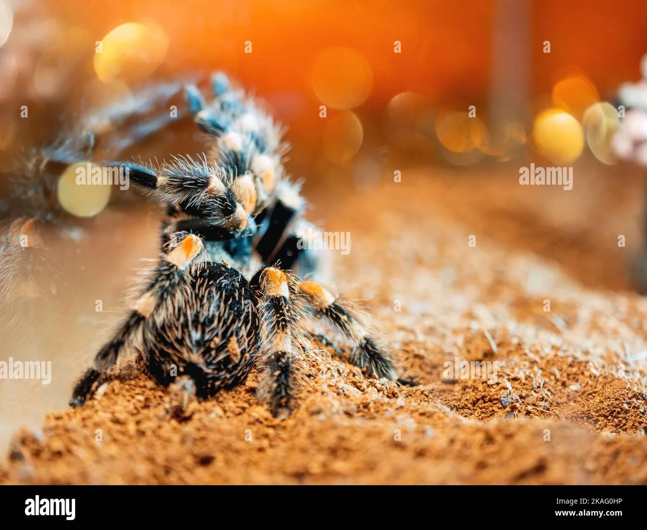 /img/20756-tarantula-spider-image7.webp