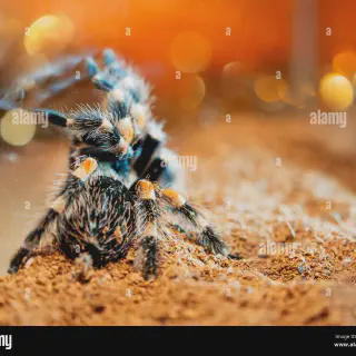 /img/20756-tarantula-spider-image7.webp