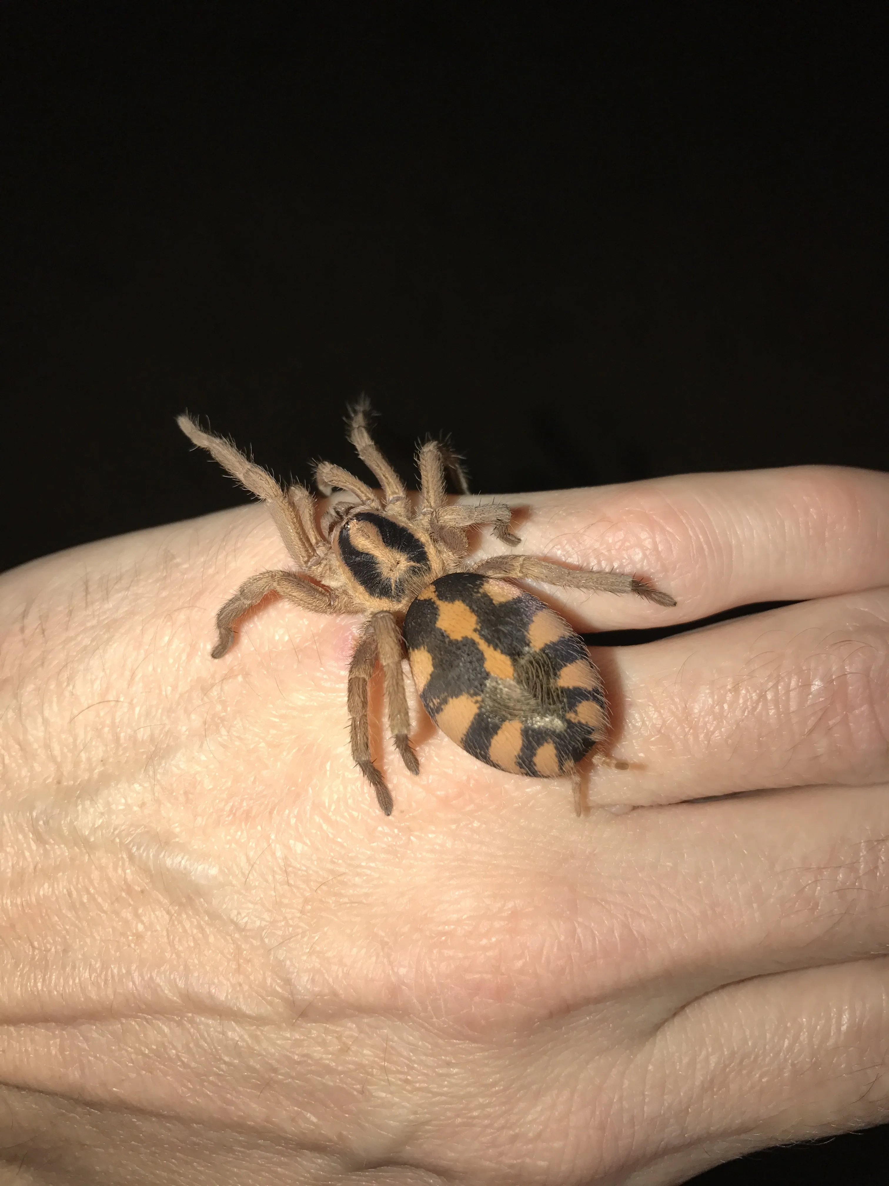 20759 handling tarantula workspace