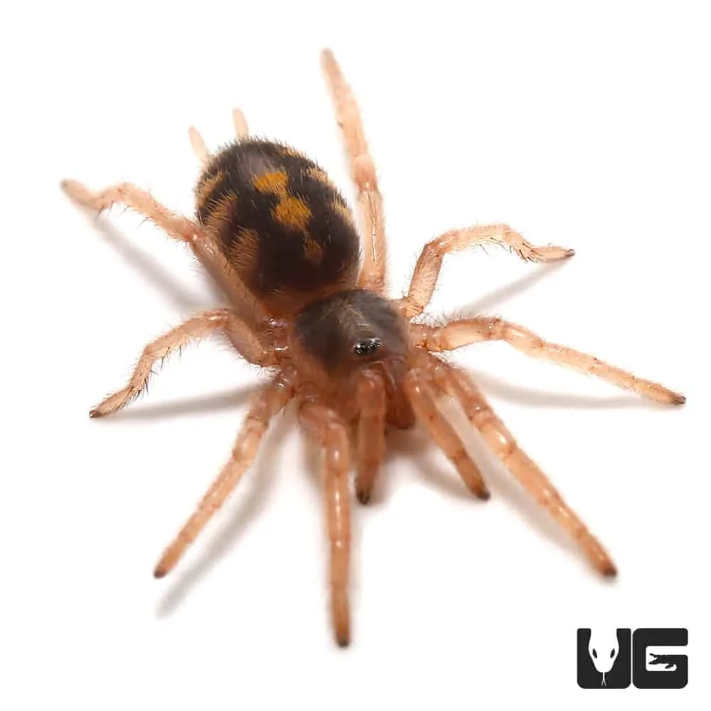 20759 tarantula handling techniques