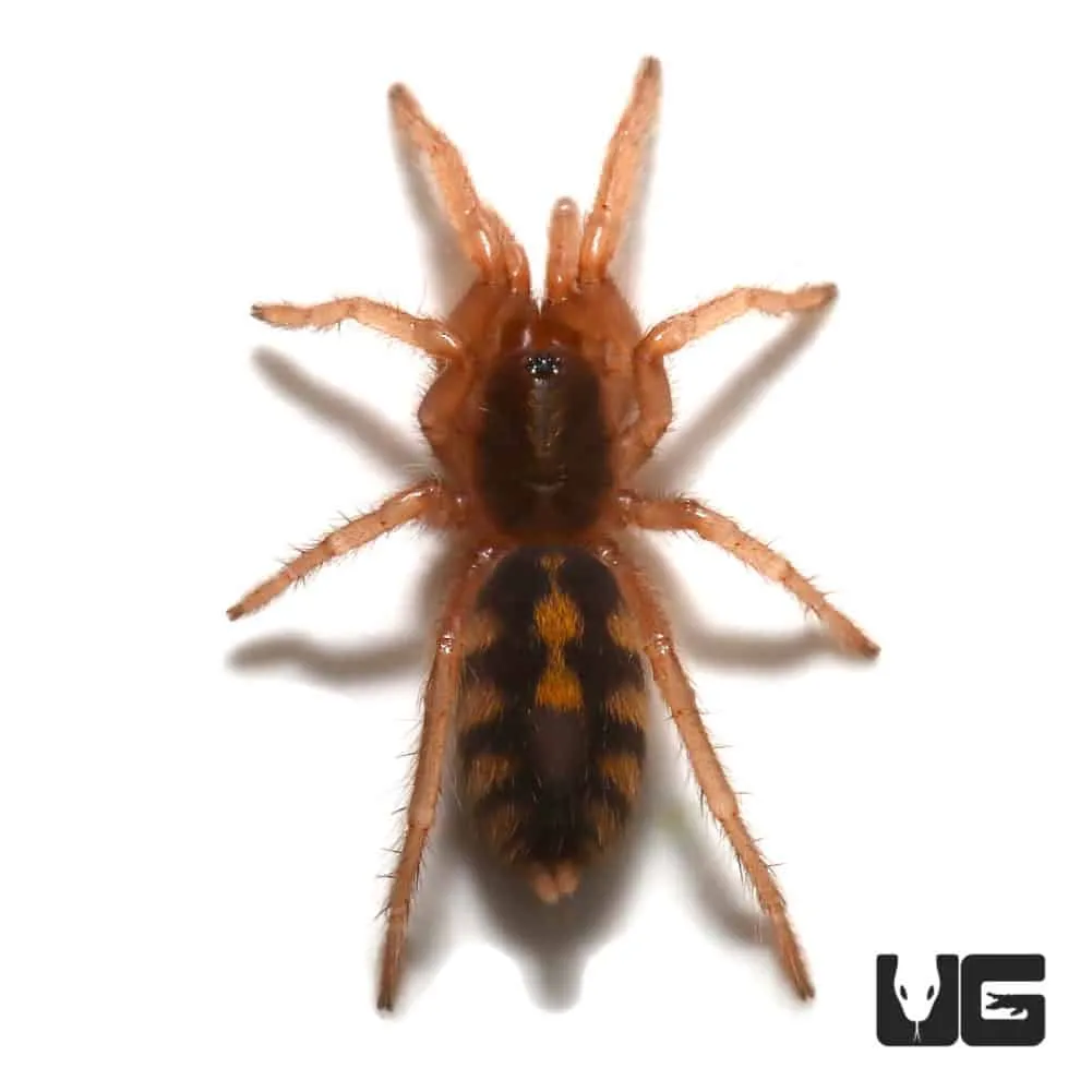 20759 tarantula stress signs