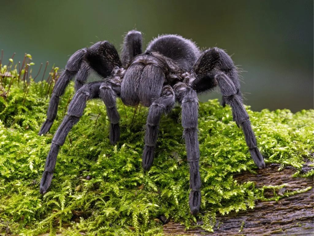 20764 brazilian black tarantula adult
