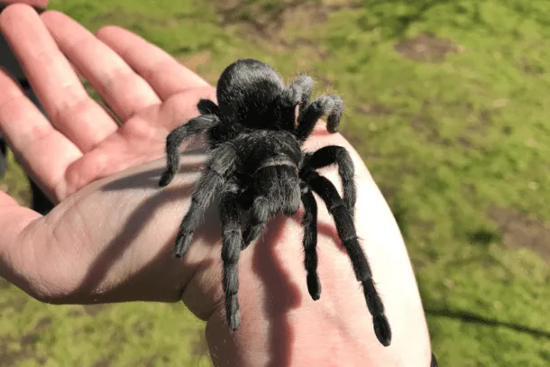 20764 brazilian black tarantula closeup