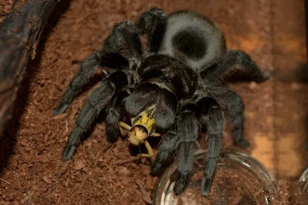 20764 brazilian black tarantula juvenile