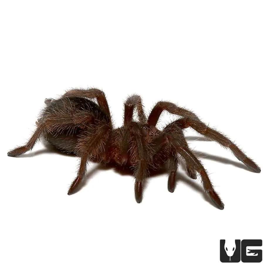 20764 brazilian black tarantula overview
