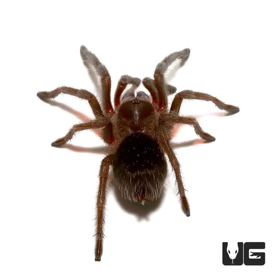20764 brazilian black tarantula spiderling