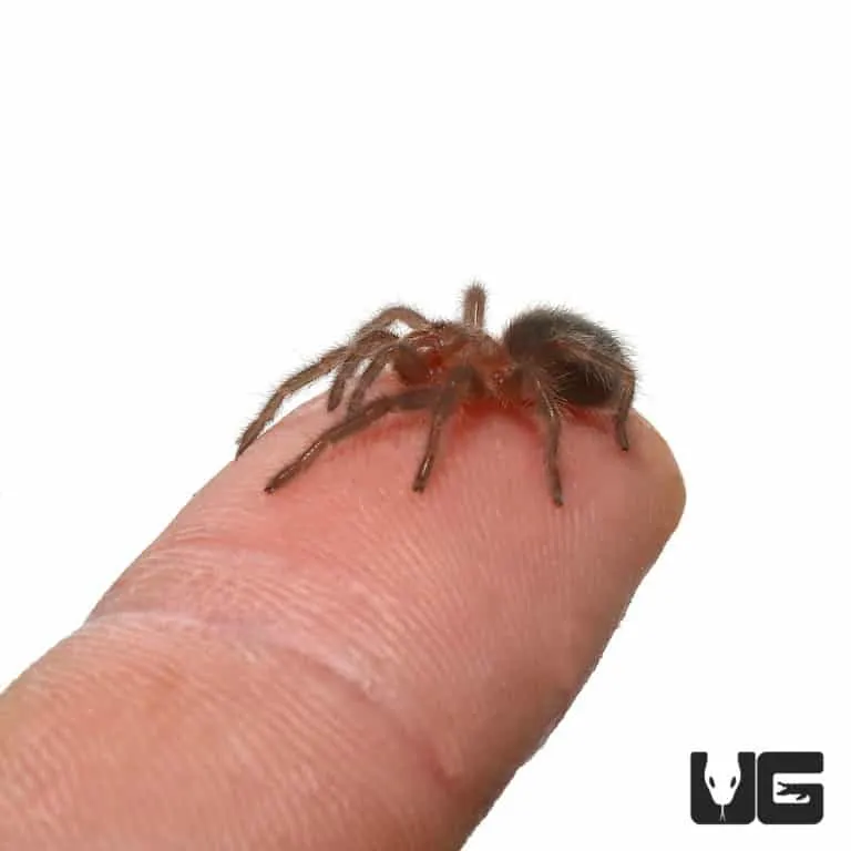 20764 tarantula feeding time