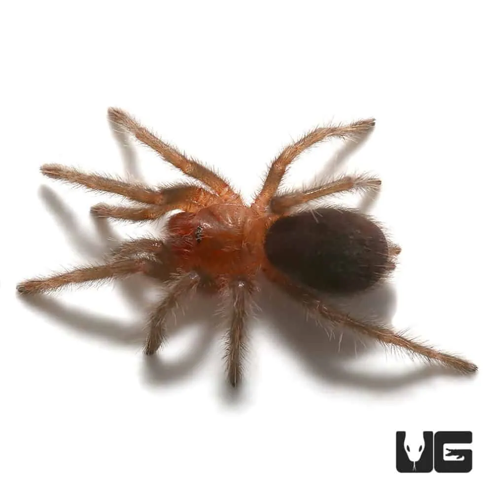 /img/20764-tarantula-health-check.webp