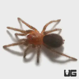 /img/20764-tarantula-health-check.webp